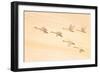 Group Dancing-Feng Qin-Framed Photographic Print