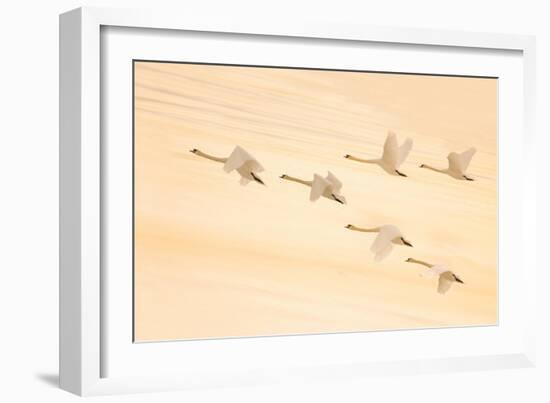 Group Dancing-Feng Qin-Framed Photographic Print