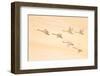 Group Dancing-Feng Qin-Framed Photographic Print