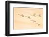 Group Dancing-Feng Qin-Framed Photographic Print