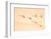 Group Dancing-Feng Qin-Framed Photographic Print