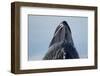 Group Feeding Humpback Whale, Alaska-Paul Souders-Framed Photographic Print