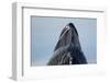 Group Feeding Humpback Whale, Alaska-Paul Souders-Framed Photographic Print