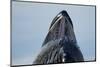 Group Feeding Humpback Whale, Alaska-Paul Souders-Mounted Photographic Print