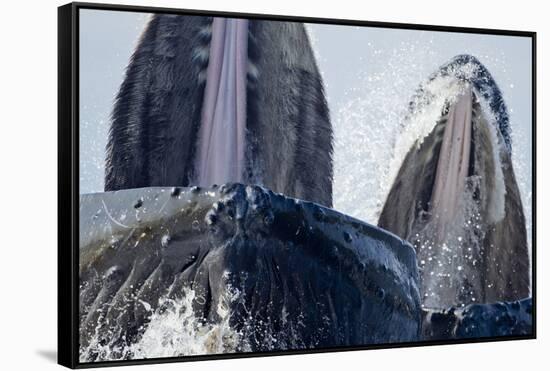 Group Feeding Humpback Whales, Alaska-Paul Souders-Framed Stretched Canvas