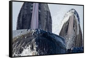 Group Feeding Humpback Whales, Alaska-Paul Souders-Framed Stretched Canvas