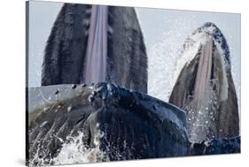 Group Feeding Humpback Whales, Alaska-Paul Souders-Stretched Canvas