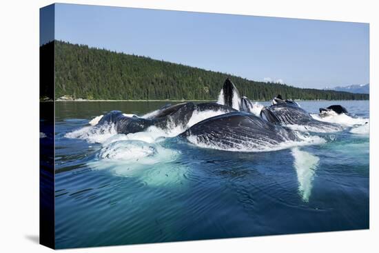 Group Feeding Humpback Whales, Alaska-Paul Souders-Stretched Canvas