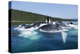 Group Feeding Humpback Whales, Alaska-Paul Souders-Stretched Canvas