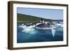 Group Feeding Humpback Whales, Alaska-Paul Souders-Framed Photographic Print