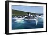 Group Feeding Humpback Whales, Alaska-Paul Souders-Framed Photographic Print