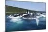 Group Feeding Humpback Whales, Alaska-Paul Souders-Mounted Photographic Print