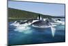 Group Feeding Humpback Whales, Alaska-Paul Souders-Mounted Photographic Print