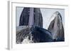 Group Feeding Humpback Whales, Alaska-Paul Souders-Framed Photographic Print