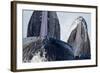 Group Feeding Humpback Whales, Alaska-Paul Souders-Framed Photographic Print