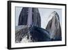 Group Feeding Humpback Whales, Alaska-Paul Souders-Framed Photographic Print