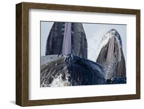 Group Feeding Humpback Whales, Alaska-Paul Souders-Framed Photographic Print