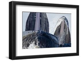 Group Feeding Humpback Whales, Alaska-Paul Souders-Framed Photographic Print