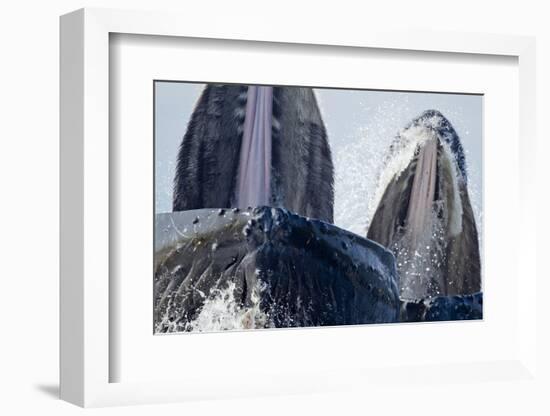 Group Feeding Humpback Whales, Alaska-Paul Souders-Framed Photographic Print