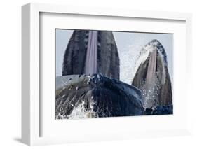 Group Feeding Humpback Whales, Alaska-Paul Souders-Framed Photographic Print