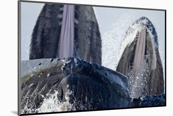 Group Feeding Humpback Whales, Alaska-Paul Souders-Mounted Photographic Print