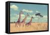 Group Giraffe in National Park of Kenya, Africa-Volodymyr Burdiak-Framed Stretched Canvas