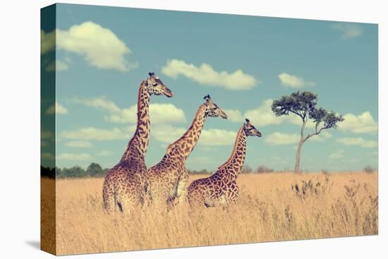 Group Giraffe in National Park of Kenya, Africa-Volodymyr Burdiak-Stretched Canvas