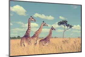 Group Giraffe in National Park of Kenya, Africa-Volodymyr Burdiak-Mounted Photographic Print