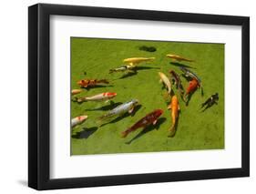 Group Od Koi Fishes in a Pond Swimming.-Lucato-Framed Photographic Print