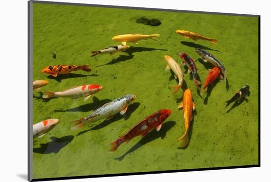 Group Od Koi Fishes in a Pond Swimming.-Lucato-Mounted Photographic Print