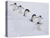 Group of Adelie Penguins at Steep Face of an Iceberg, Antarctic Peninsula-Hugh Rose-Stretched Canvas