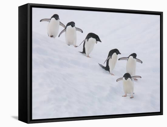 Group of Adelie Penguins at Steep Face of an Iceberg, Antarctic Peninsula-Hugh Rose-Framed Stretched Canvas