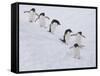 Group of Adelie Penguins at Steep Face of an Iceberg, Antarctic Peninsula-Hugh Rose-Framed Stretched Canvas