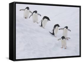 Group of Adelie Penguins at Steep Face of an Iceberg, Antarctic Peninsula-Hugh Rose-Framed Stretched Canvas