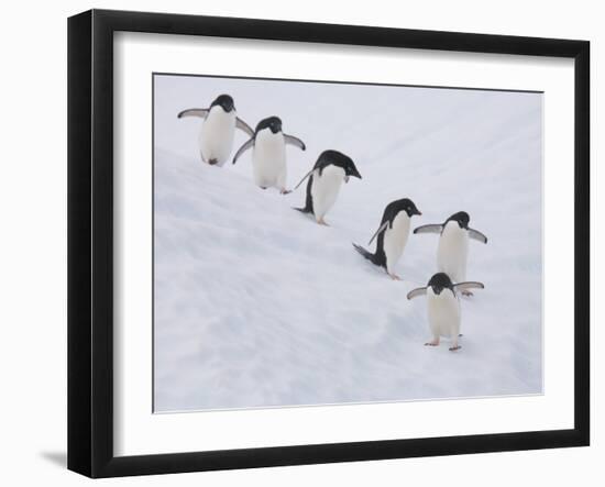 Group of Adelie Penguins at Steep Face of an Iceberg, Antarctic Peninsula-Hugh Rose-Framed Premium Photographic Print