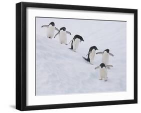 Group of Adelie Penguins at Steep Face of an Iceberg, Antarctic Peninsula-Hugh Rose-Framed Premium Photographic Print