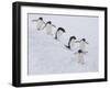 Group of Adelie Penguins at Steep Face of an Iceberg, Antarctic Peninsula-Hugh Rose-Framed Photographic Print