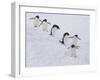 Group of Adelie Penguins at Steep Face of an Iceberg, Antarctic Peninsula-Hugh Rose-Framed Photographic Print