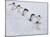 Group of Adelie Penguins at Steep Face of an Iceberg, Antarctic Peninsula-Hugh Rose-Mounted Photographic Print