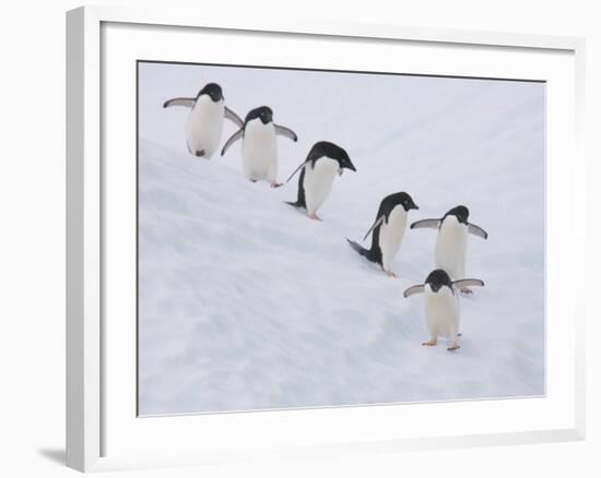 Group of Adelie Penguins at Steep Face of an Iceberg, Antarctic Peninsula-Hugh Rose-Framed Photographic Print