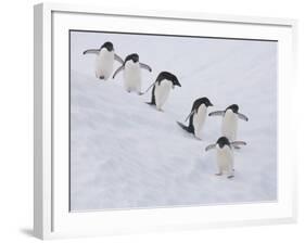 Group of Adelie Penguins at Steep Face of an Iceberg, Antarctic Peninsula-Hugh Rose-Framed Photographic Print