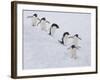 Group of Adelie Penguins at Steep Face of an Iceberg, Antarctic Peninsula-Hugh Rose-Framed Photographic Print