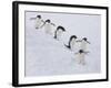 Group of Adelie Penguins at Steep Face of an Iceberg, Antarctic Peninsula-Hugh Rose-Framed Photographic Print