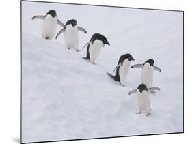 Group of Adelie Penguins at Steep Face of an Iceberg, Antarctic Peninsula-Hugh Rose-Mounted Photographic Print