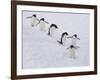 Group of Adelie Penguins at Steep Face of an Iceberg, Antarctic Peninsula-Hugh Rose-Framed Photographic Print