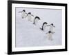 Group of Adelie Penguins at Steep Face of an Iceberg, Antarctic Peninsula-Hugh Rose-Framed Photographic Print