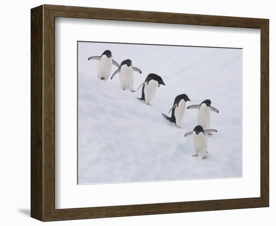 Group of Adelie Penguins at Steep Face of an Iceberg, Antarctic Peninsula-Hugh Rose-Framed Photographic Print