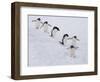 Group of Adelie Penguins at Steep Face of an Iceberg, Antarctic Peninsula-Hugh Rose-Framed Photographic Print