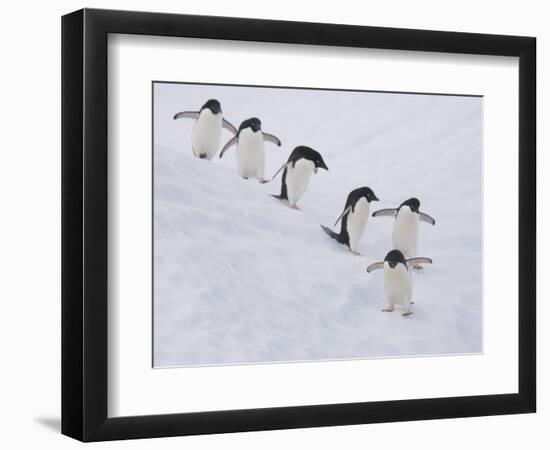 Group of Adelie Penguins at Steep Face of an Iceberg, Antarctic Peninsula-Hugh Rose-Framed Photographic Print