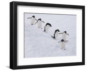 Group of Adelie Penguins at Steep Face of an Iceberg, Antarctic Peninsula-Hugh Rose-Framed Photographic Print